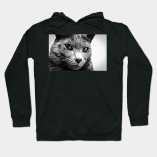 Portrait of a cat Hoodie